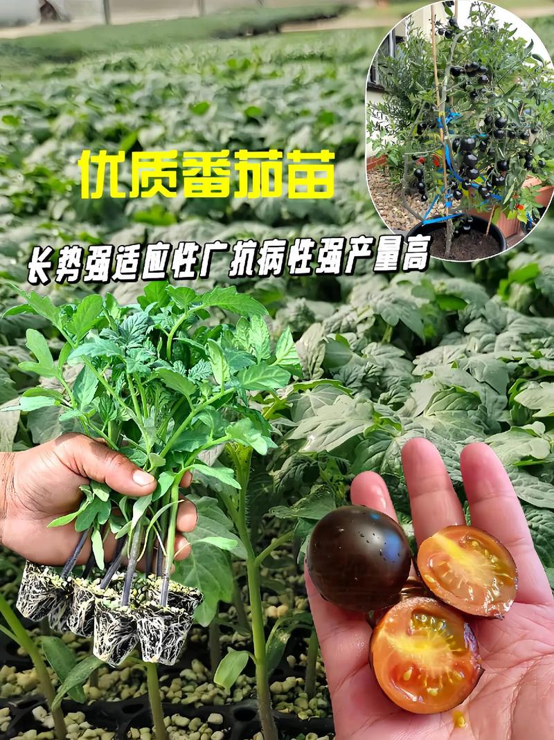 黄珍珠番茄种植过程_家庭怎么种植黑珍珠番茄视频 黄珍珠番茄种植过程_家庭怎么种植黑珍珠番茄视频 番茄病虫害防治