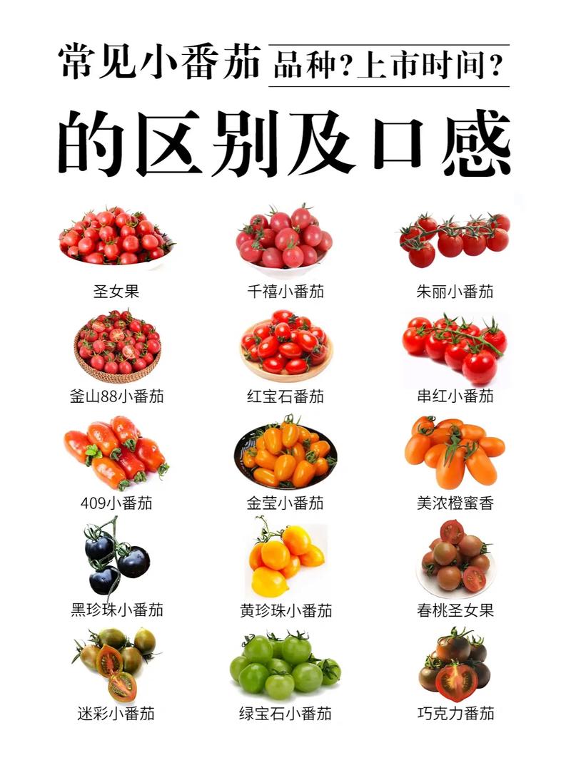 玉女果和小番茄的区别_玉女番茄怎么种植的视频 玉女果和小番茄的区别_玉女番茄怎么种植的视频 种植技巧