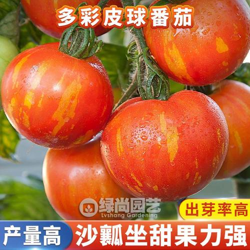 孩子语言能力发育落后，如何进行居家语言训练_多彩皮球番茄怎么种植的视频 孩子语言能力发育落后，如何进行居家语言训练_多彩皮球番茄怎么种植的视频 花朵知识