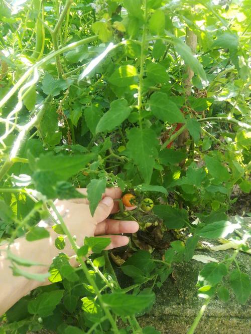 西红柿和窝瓜能种在一畦吗_种植番茄南瓜怎么种好呢视频 西红柿和窝瓜能种在一畦吗_种植番茄南瓜怎么种好呢视频 番茄病虫害防治