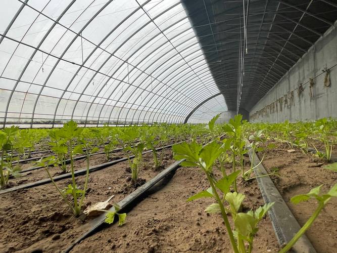 大棚蔬菜全套种植技术大棚蔬菜怎样种植_蔬菜种植技巧教程图解视频 大棚蔬菜全套种植技术大棚蔬菜怎样种植_蔬菜种植技巧教程图解视频 农业常识