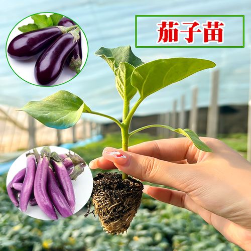 长的像“蛋”，吃起来像西红柿，名字却叫“茄子”，这种蔬菜咋那么奇怪？如何种植呢_茄子蔬菜种植技巧与方法视频 长的像“蛋”，吃起来像西红柿，名字却叫“茄子”，这种蔬菜咋那么奇怪？如何种植呢_茄子蔬菜种植技巧与方法视频 植物种类
