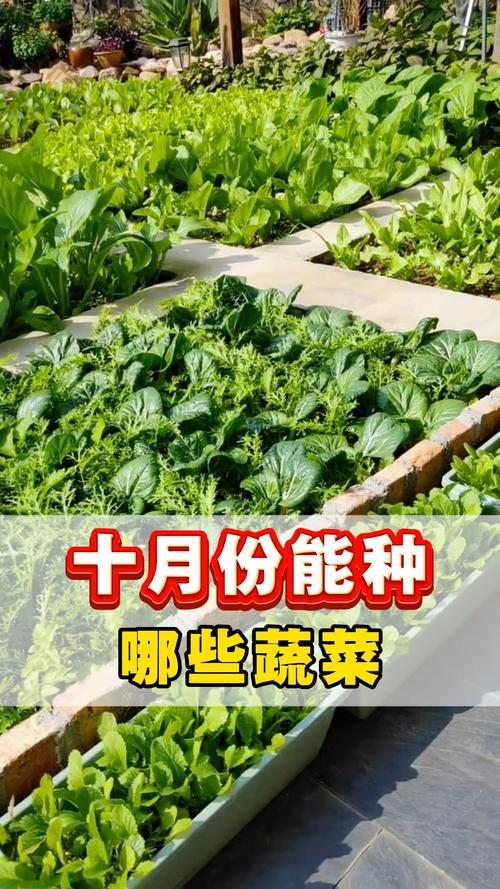 四季青蔬菜的种植方法_蔬菜种植技巧直播内容怎么写 四季青蔬菜的种植方法_蔬菜种植技巧直播内容怎么写 农业常识