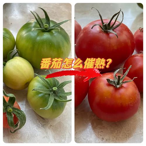 没籽的番茄是不是催熟的_紫番茄怎么种植视频教程 没籽的番茄是不是催熟的_紫番茄怎么种植视频教程 农业常识