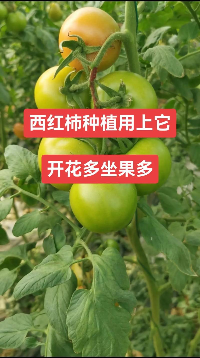 西红柿开花多坐果少怎么办_番茄种植怎么多果子 西红柿开花多坐果少怎么办_番茄种植怎么多果子 番茄种植技巧