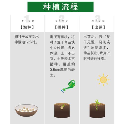 蔬菜种子怎样播种_蔬菜种子种植的小技巧有哪些 蔬菜种子怎样播种_蔬菜种子种植的小技巧有哪些 土壤施肥