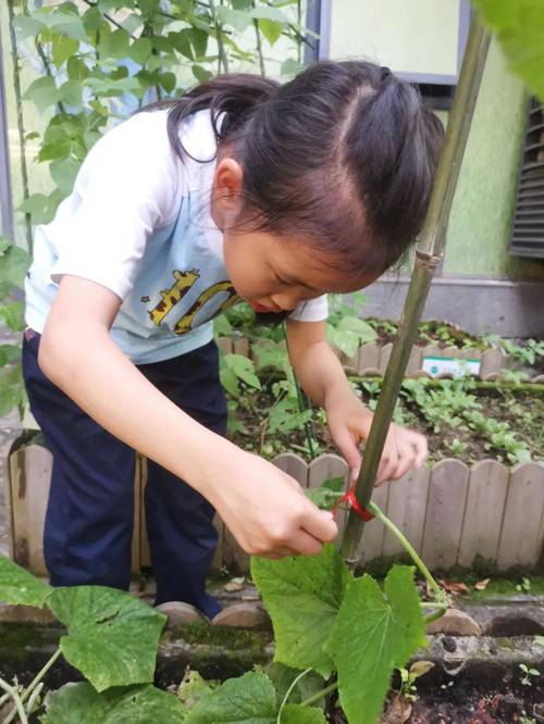 小菜瓜种植方法_宝宝蔬菜种植技巧和方法视频 小菜瓜种植方法_宝宝蔬菜种植技巧和方法视频 种植技巧