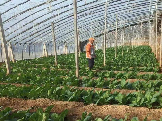 蔬菜大棚夏季怎样闷棚_绿色走廊蔬菜种植技巧和方法 蔬菜大棚夏季怎样闷棚_绿色走廊蔬菜种植技巧和方法 土壤施肥
