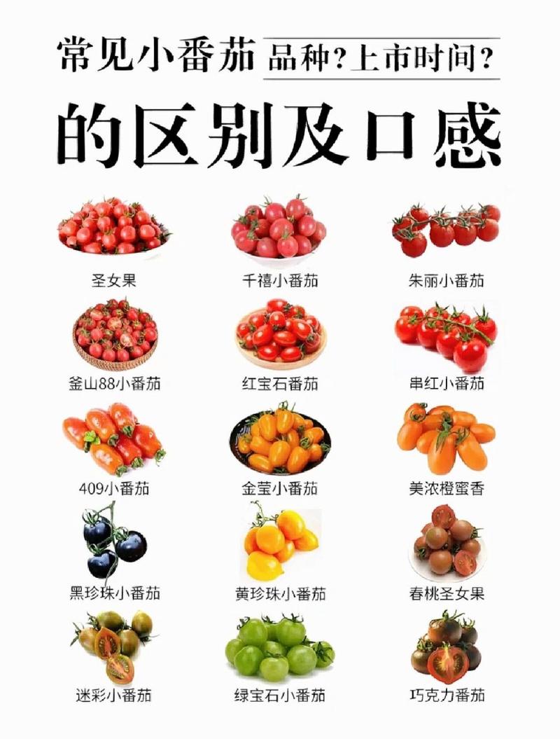 种小番茄的方法和步骤_食用番茄怎么种植方法 种小番茄的方法和步骤_食用番茄怎么种植方法 植物种类