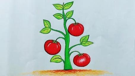 素描蔬菜类怎样画_番茄怎么种植简笔画图片 植物种类 素描蔬菜类怎样画_番茄怎么种植简笔画图片 素描蔬菜类怎样画_番茄怎么种植简笔画图片 植物种类