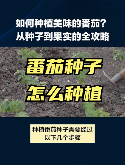 西红柿种子种植技术_番茄怎么吊着种子种植呢 西红柿种子种植技术_番茄怎么吊着种子种植呢 种植技巧