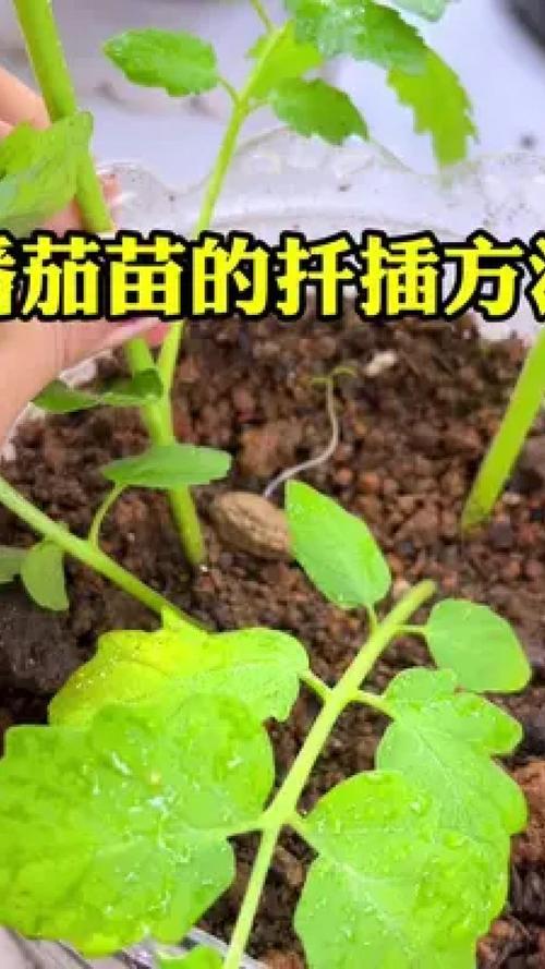 油桶种西红柿的做法_盆栽种植桶怎么种植番茄苗 油桶种西红柿的做法_盆栽种植桶怎么种植番茄苗 番茄种植技巧