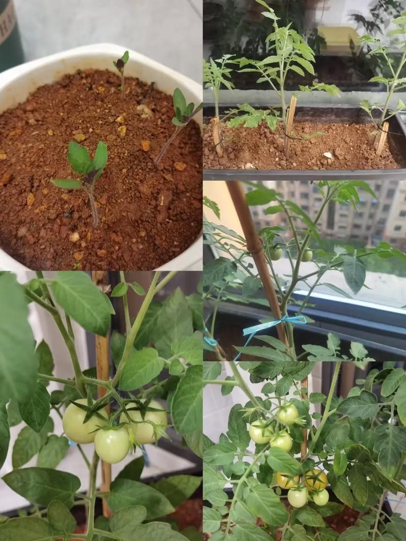 如何直播小黄车挂番茄小说_盆栽小黄番茄怎么种植视频 如何直播小黄车挂番茄小说_盆栽小黄番茄怎么种植视频 番茄病虫害防治
