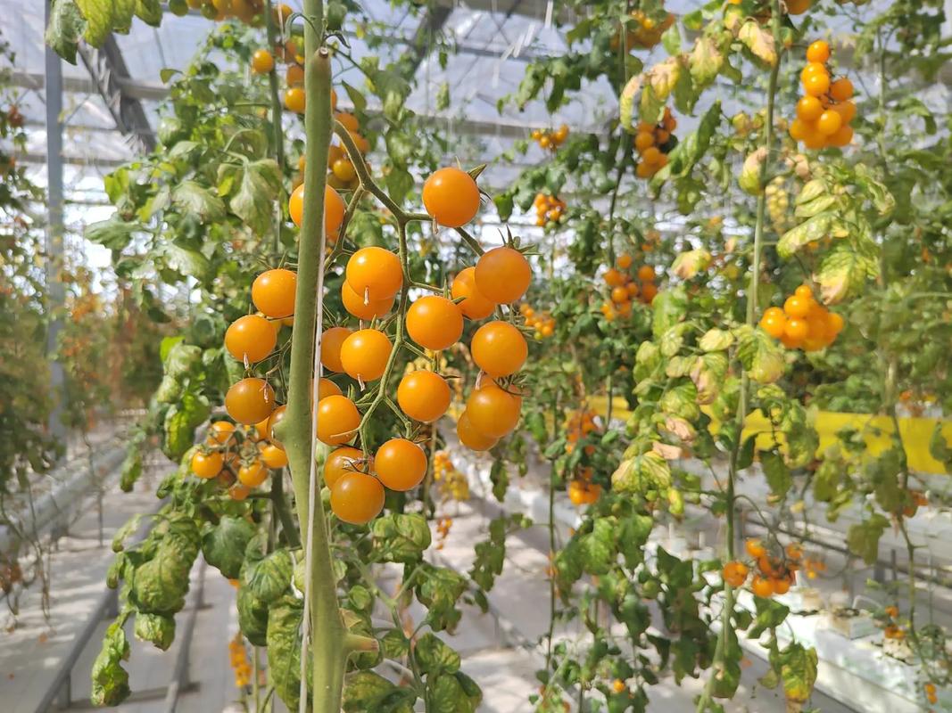 西红柿无土栽培，如何才能提高产量_无土种植番茄怎么种植的视频 西红柿无土栽培，如何才能提高产量_无土种植番茄怎么种植的视频 番茄种植技巧