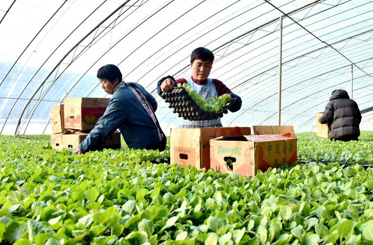 冬季棚室蔬菜如何管理才能高产优收_冬天蔬菜种植技巧小妙招视频 冬季棚室蔬菜如何管理才能高产优收_冬天蔬菜种植技巧小妙招视频 番茄病虫害防治