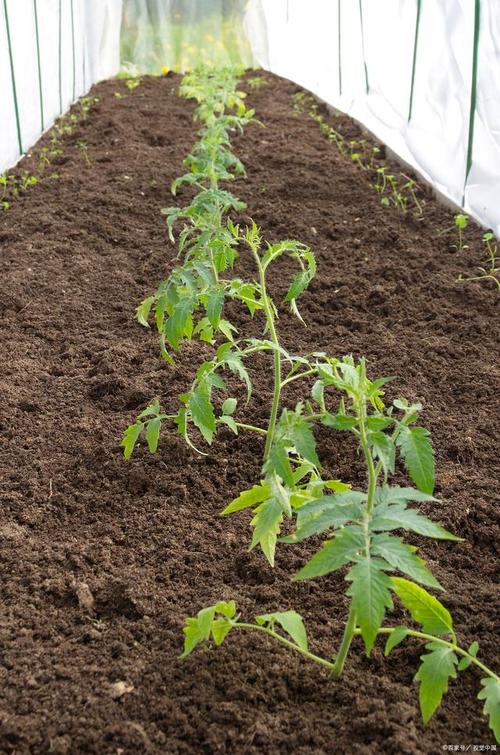 西红柿种子种植技术_番茄仔种植方法 西红柿种子种植技术_番茄仔种植方法 农业常识