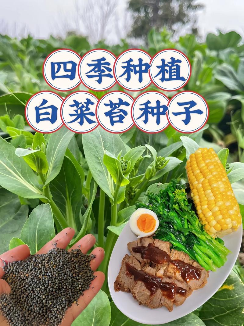 五到六月份的白菜种植技术_5月蔬菜种植 五到六月份的白菜种植技术_5月蔬菜种植 农业常识