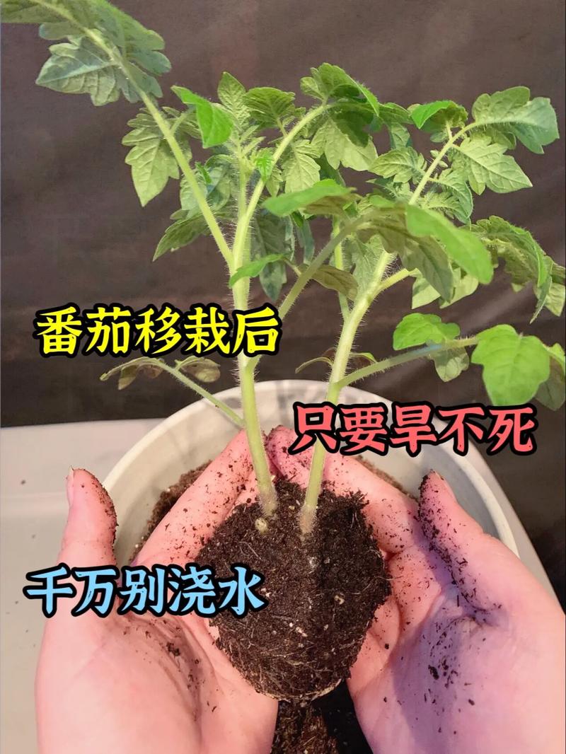西红柿移栽要注意哪些问题_新移栽的番茄怎么种植视频 西红柿移栽要注意哪些问题_新移栽的番茄怎么种植视频 番茄种植技巧