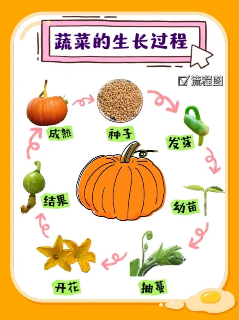 选择一种蔬菜说说它的种植过程_宝宝蔬菜种植技巧和方法 选择一种蔬菜说说它的种植过程_宝宝蔬菜种植技巧和方法 农业常识