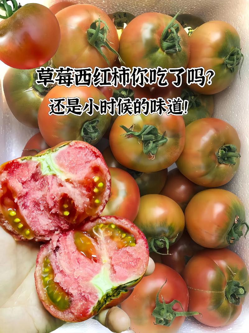 草莓西红柿适合什么温度生长_番茄草莓轮种怎么种植视频 草莓西红柿适合什么温度生长_番茄草莓轮种怎么种植视频 番茄种植技巧