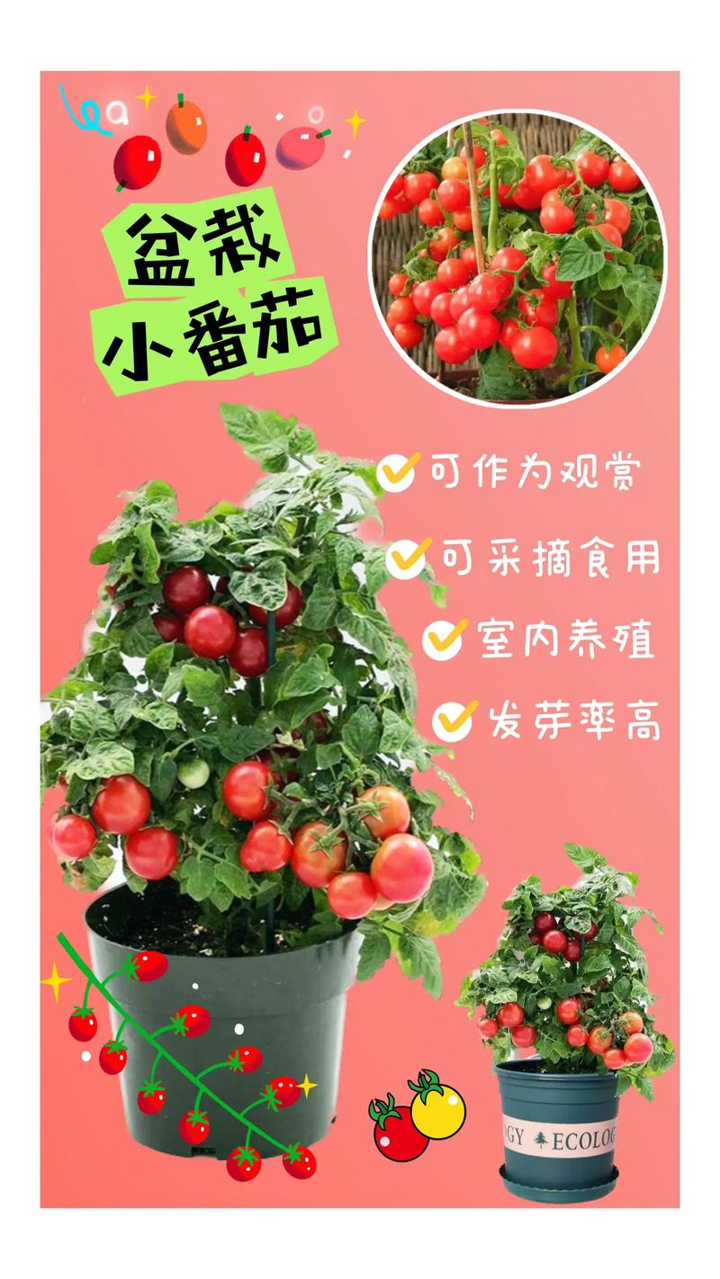 小番茄盆栽种植方法_水果小番茄怎么种植方法视频 小番茄盆栽种植方法_水果小番茄怎么种植方法视频 农业常识
