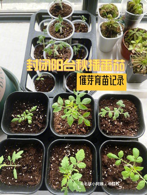 秋播西红柿品种_番茄种子秋播怎么种植的视频 秋播西红柿品种_番茄种子秋播怎么种植的视频 农业常识