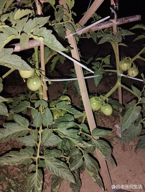 番茄种植后为何迟迟不结果_番茄怎么种植不结果呢 花朵知识 番茄种植后为何迟迟不结果_番茄怎么种植不结果呢 番茄种植后为何迟迟不结果_番茄怎么种植不结果呢 花朵知识