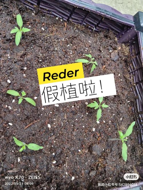 番茄小说怎么弄成视频版_酱番茄苗怎么种植视频教程 番茄小说怎么弄成视频版_酱番茄苗怎么种植视频教程 种植技巧