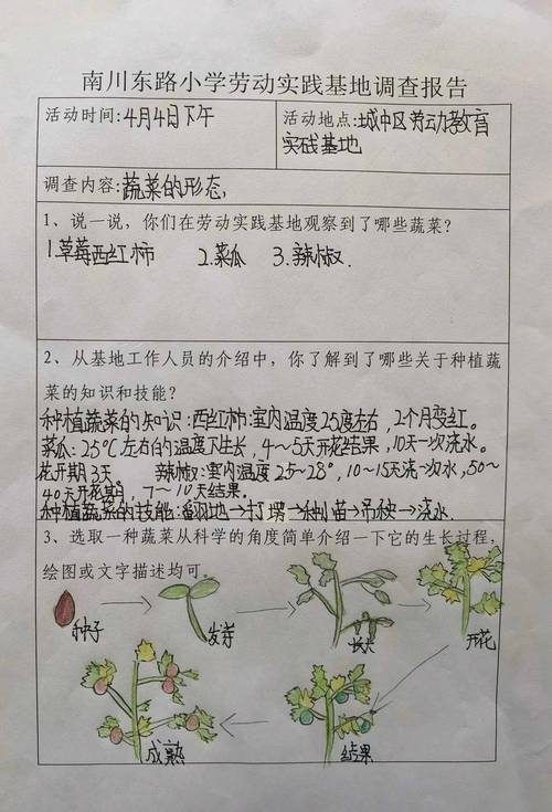 番茄的栽培技术和管理_番茄的种植表怎么填写图片 番茄的栽培技术和管理_番茄的种植表怎么填写图片 番茄种植技巧