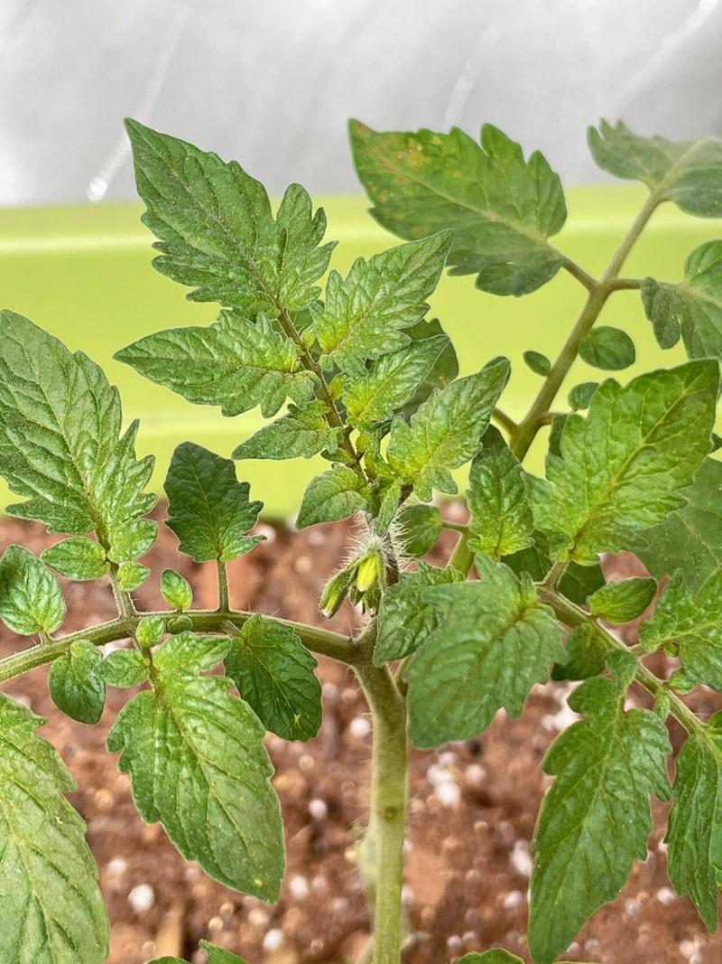 如何挑选西红柿苗_小番茄怎么挑苗种植视频 如何挑选西红柿苗_小番茄怎么挑苗种植视频 农业常识
