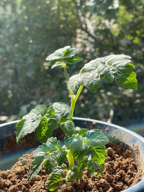 暑期快到了，作为一只考研狗该怎么过_种植小番茄注意事项 暑期快到了，作为一只考研狗该怎么过_种植小番茄注意事项 农业常识