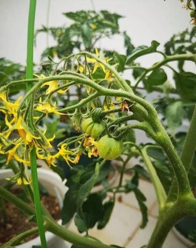 五彩番茄是转基因的吗_多彩番茄要怎么种植视频 五彩番茄是转基因的吗_多彩番茄要怎么种植视频 植物种类