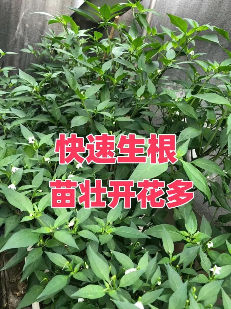 茄子辣椒西红柿和黄瓜如何栽合理_茄子番茄辣椒怎么种植视频 茄子辣椒西红柿和黄瓜如何栽合理_茄子番茄辣椒怎么种植视频 番茄种植技巧
