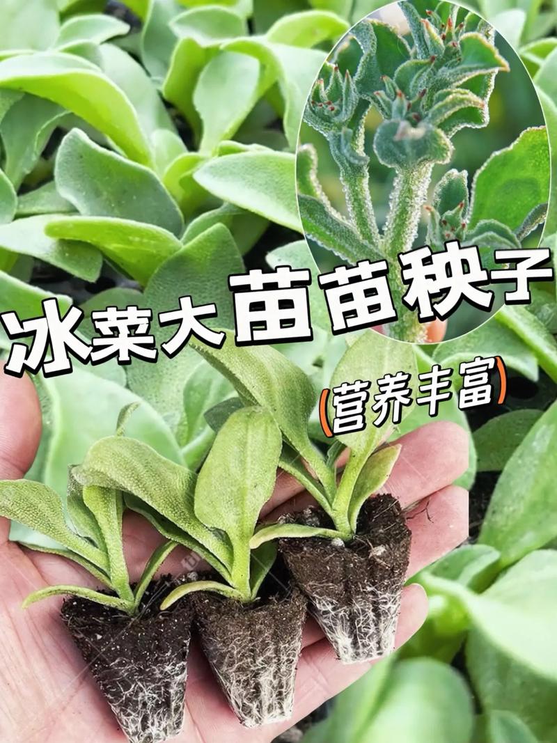 冰菜种植时间及方法_冰菜蔬菜种植技巧视频 冰菜种植时间及方法_冰菜蔬菜种植技巧视频 番茄种植技巧