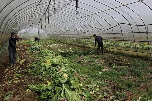 蔬菜大棚夏季怎样闷棚_绿色走廊爬蔬菜种植技巧视频 蔬菜大棚夏季怎样闷棚_绿色走廊爬蔬菜种植技巧视频 农业常识