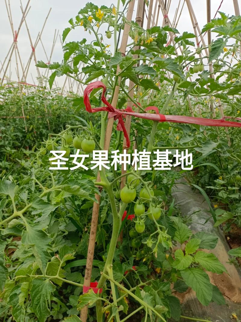 圣女果种植技术_圣女果番茄怎么种植的视频 圣女果种植技术_圣女果番茄怎么种植的视频 植物种类