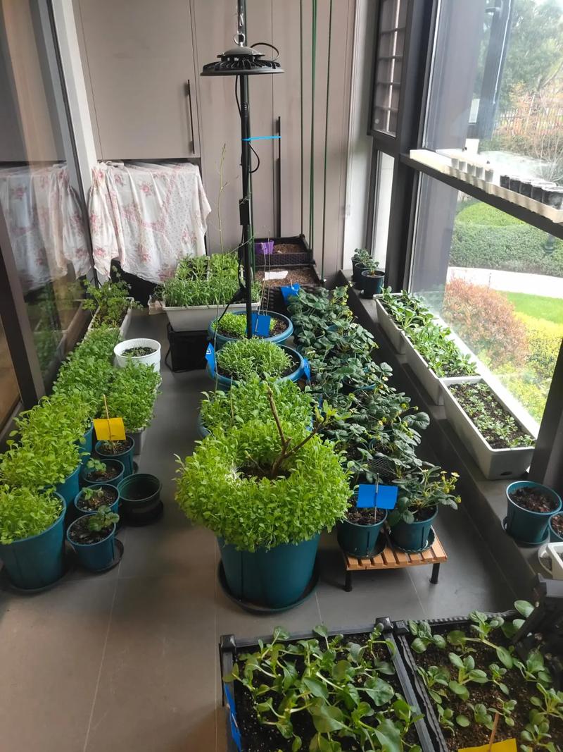 现在阳台种植蔬菜，种什么好，怎样管理_阳台蔬菜种植 小技巧视频 现在阳台种植蔬菜，种什么好，怎样管理_阳台蔬菜种植 小技巧视频 植物种类