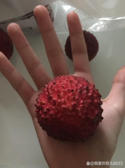 状元哥荔枝茄子做法_荔枝番茄大树怎么种植视频 状元哥荔枝茄子做法_荔枝番茄大树怎么种植视频 番茄种植技巧