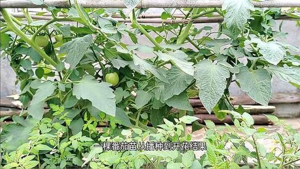 家庭楼顶种菜,菜怎样能快速生长_楼顶种番茄需要多厚的土 番茄种植技巧 家庭楼顶种菜,菜怎样能快速生长_楼顶种番茄需要多厚的土 家庭楼顶种菜,菜怎样能快速生长_楼顶种番茄需要多厚的土 番茄种植技巧