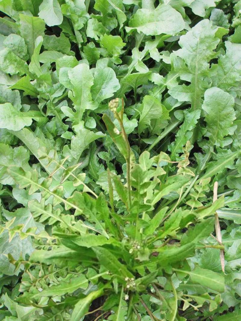 野菜栽培技术，如何培育野生蔬菜_荠菜怎么种植小番茄苗视频 野菜栽培技术，如何培育野生蔬菜_荠菜怎么种植小番茄苗视频 番茄病虫害防治