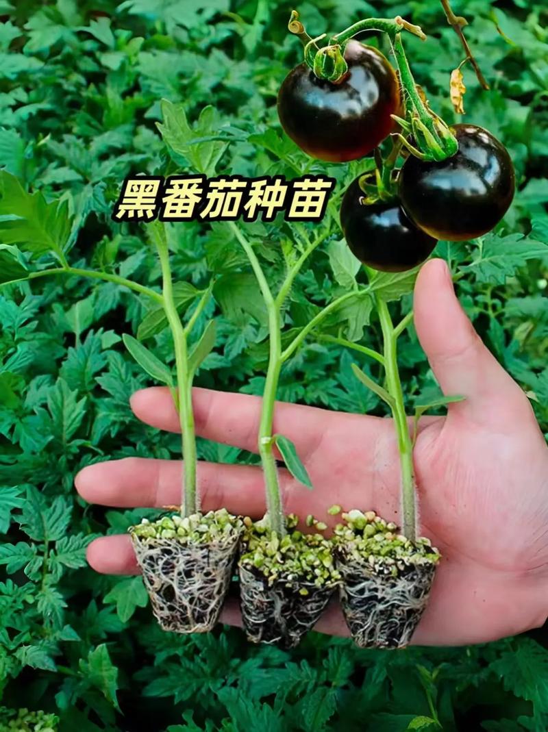 番茄畅听推广视频怎么做_番茄种植怎么防虫害视频教程 番茄畅听推广视频怎么做_番茄种植怎么防虫害视频教程 土壤施肥