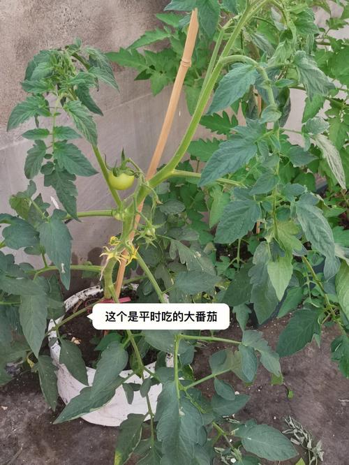 瀑布番茄怎么搭架子_在庭院怎么种植瀑布番茄种子 农业常识 瀑布番茄怎么搭架子_在庭院怎么种植瀑布番茄种子 瀑布番茄怎么搭架子_在庭院怎么种植瀑布番茄种子 农业常识