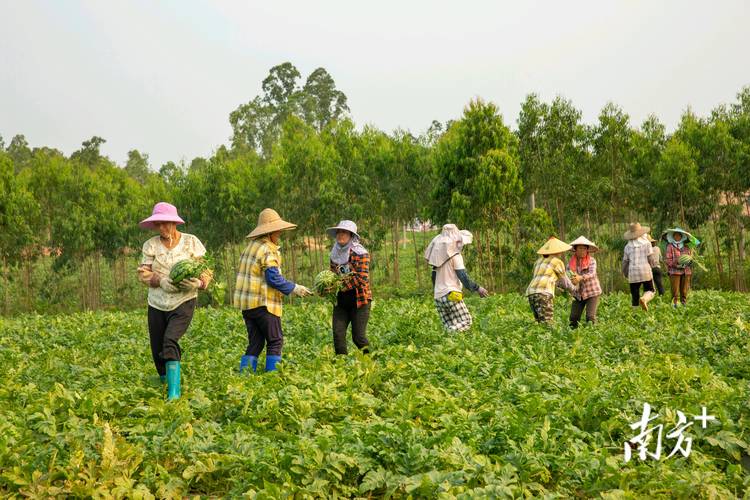 我们这里有个老农培植出一个水果西红柿，口感、风味特佳，如何把它做成一个项目呢_番茄种植怎么销售出去 我们这里有个老农培植出一个水果西红柿，口感、风味特佳，如何把它做成一个项目呢_番茄种植怎么销售出去 农业常识