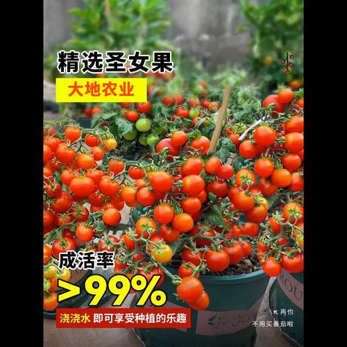 瀑布番茄的种植时间与方法_瀑布番茄怎么种植方法视频 瀑布番茄的种植时间与方法_瀑布番茄怎么种植方法视频 番茄病虫害防治