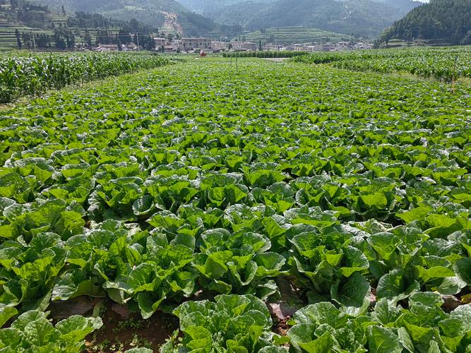 广西十大蔬菜生产基地_广西蔬菜种植技巧图解视频 广西十大蔬菜生产基地_广西蔬菜种植技巧图解视频 植物种类