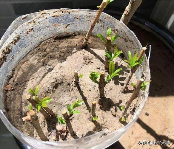 石榴粗壮枝怎么扦插？需要注意什么问题_蔬菜种植扦插技巧视频教程 石榴粗壮枝怎么扦插？需要注意什么问题_蔬菜种植扦插技巧视频教程 番茄种植技巧