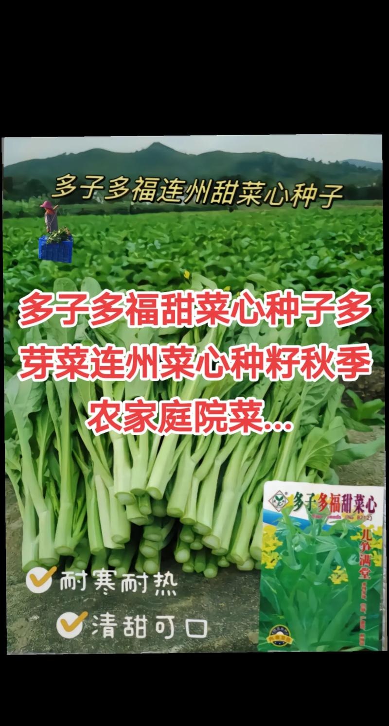 连州蔬菜种植基地介绍_番茄种植基地简介怎么写好 连州蔬菜种植基地介绍_番茄种植基地简介怎么写好 植物种类