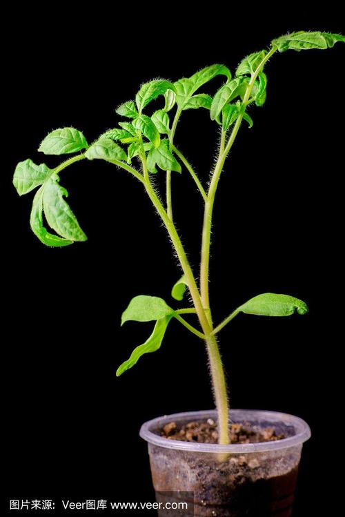 黑番茄的种植方法_黑色大番茄苗怎么种植视频 植物种类 黑番茄的种植方法_黑色大番茄苗怎么种植视频 黑番茄的种植方法_黑色大番茄苗怎么种植视频 植物种类