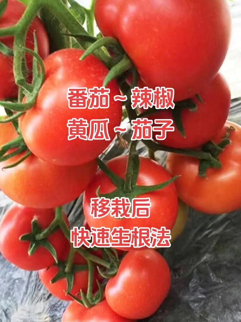 茄子辣椒番茄可挨着种植吗_有机串串小番茄怎么种植的 茄子辣椒番茄可挨着种植吗_有机串串小番茄怎么种植的 花朵知识