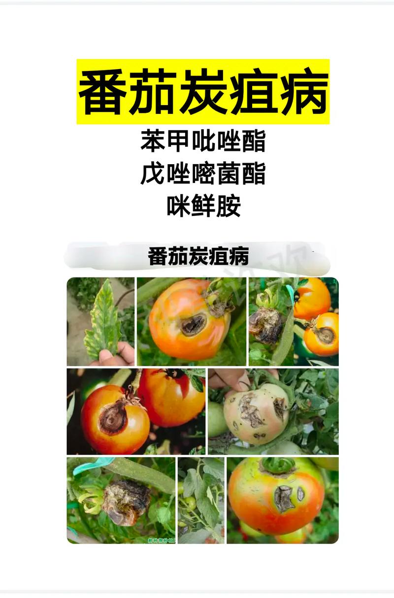西红柿不用农药如何防虫_怎么种植番茄防虫病害呢 西红柿不用农药如何防虫_怎么种植番茄防虫病害呢 花朵知识